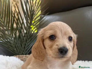Miniature Dachshund dogs KC Reg, Health Tested Mini Longhaired Puppies - Advert 1