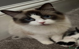 Domestic Shorthair cats for sale: Heartbreakingly a marriage breakup forces rehome - Image 18