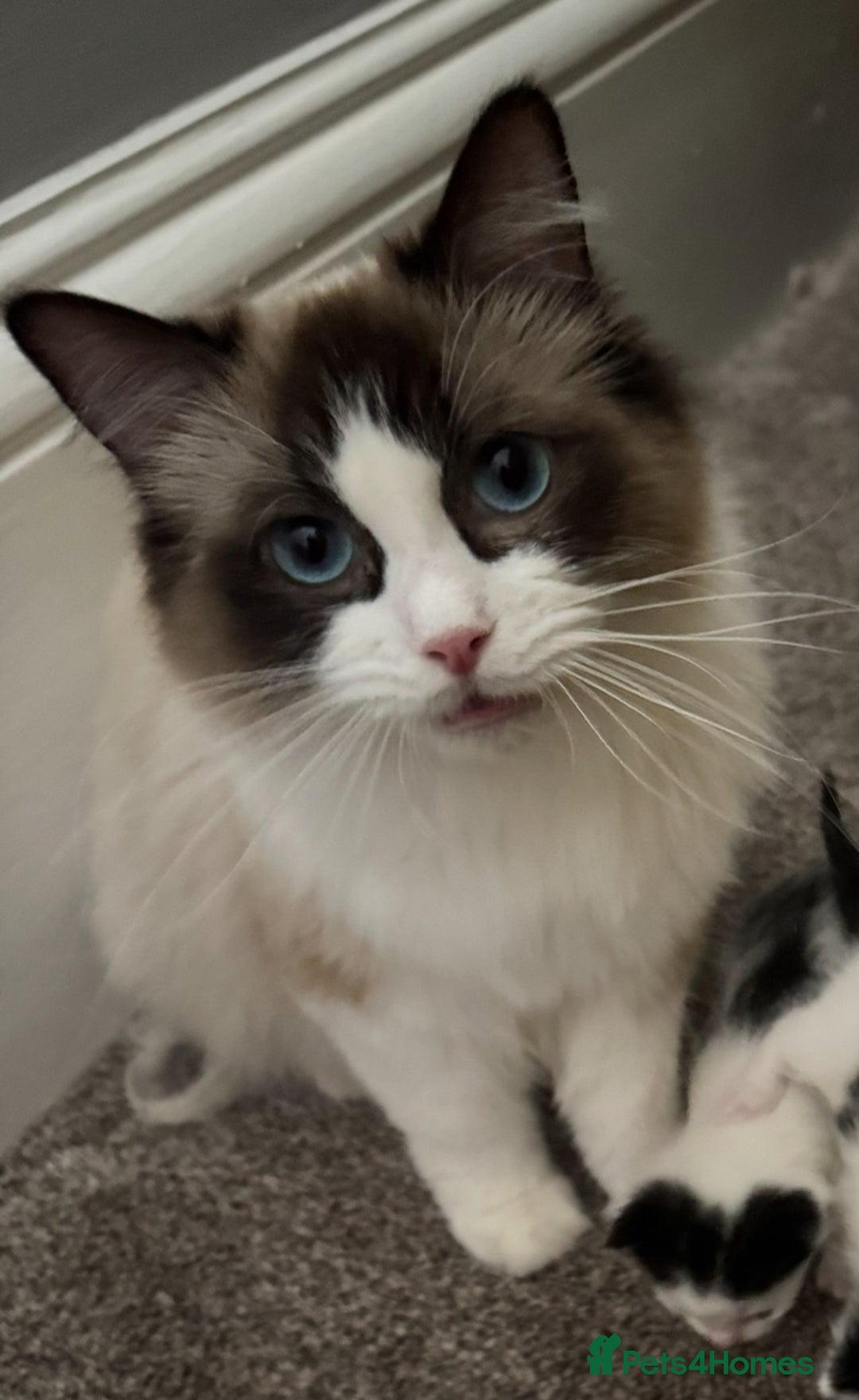 Domestic Shorthair cats for sale: Heartbreakingly a marriage breakup forces rehome - Image 18