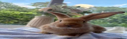 Continental Giant rabbits for sale: Continental Giant baby bunnies  - Advert 9