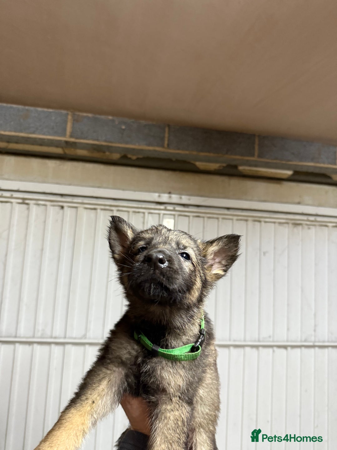 German Shepherd dogs for sale: German shepherd pups  - Advert 17
