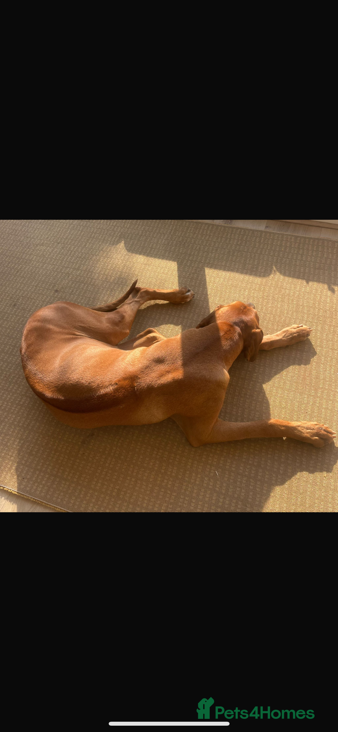 Rhodesian Ridgeback dogs for stud: Stud Rhodesian Ridgeback Stanley.  - Image 20