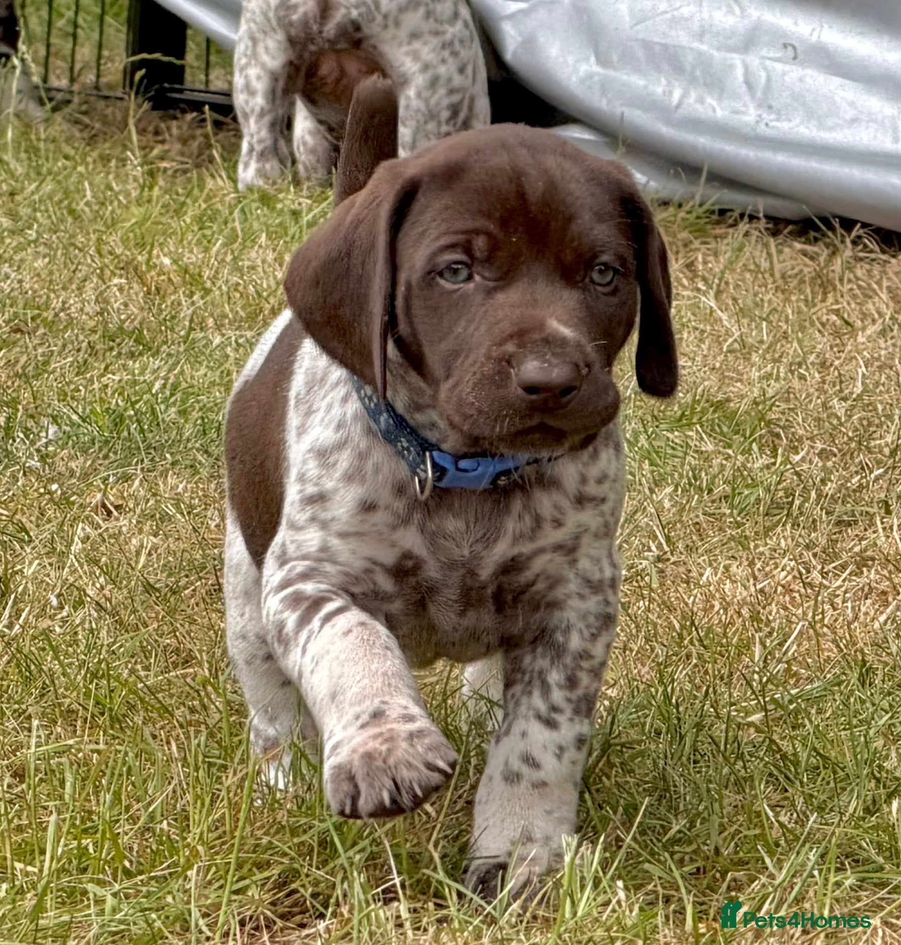 German Shorthaired Pointer dogs KC Registered German Shorthaired Pointer Puppies - Advert 2
