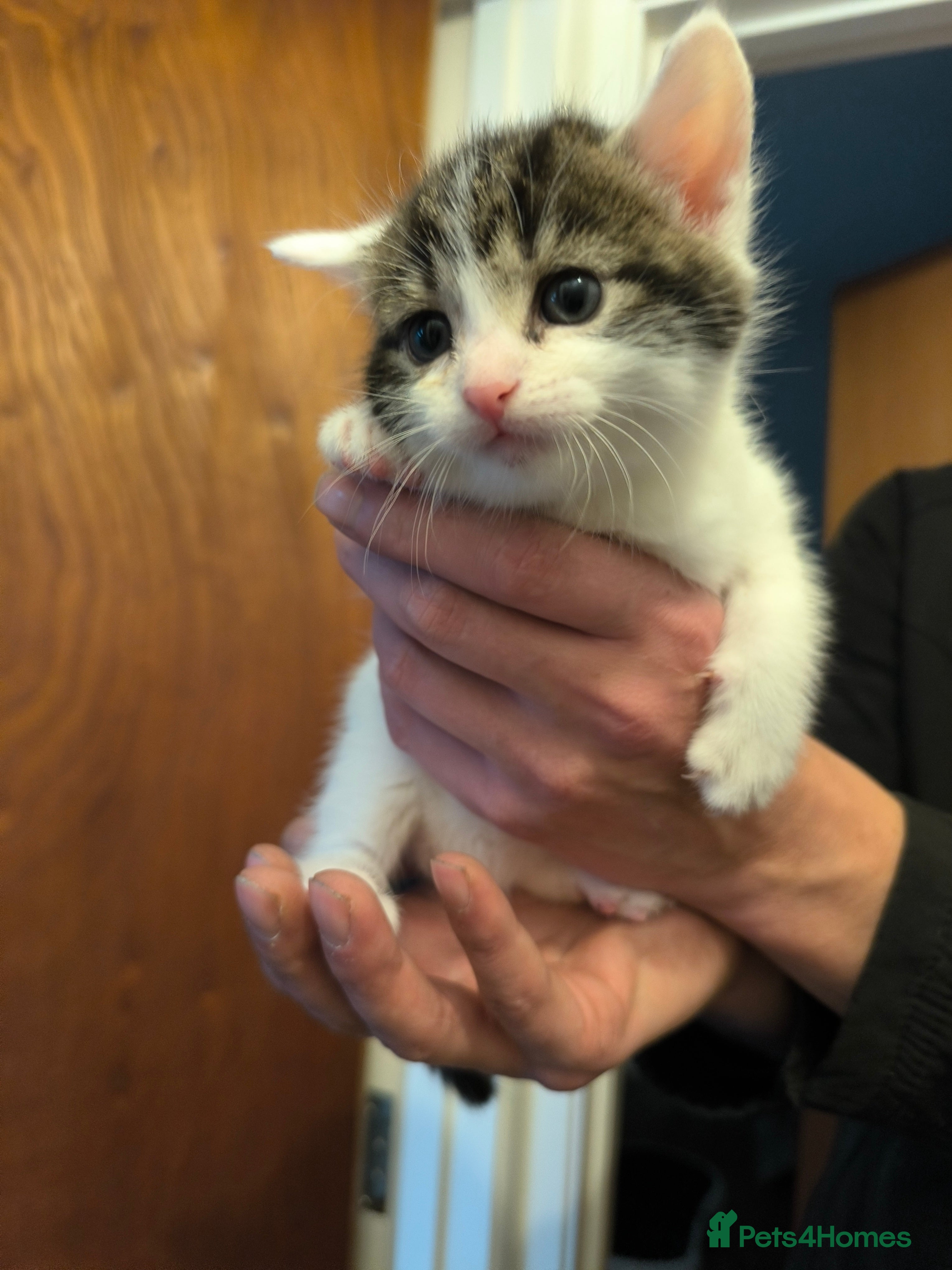 Mixed Breed cats Beautiful kittens are looking for a new family. - Advert 7