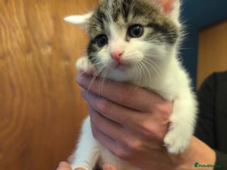Mixed Breed cats Beautiful kittens are looking for a new family. - Advert 7