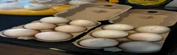 Ducks poultry for sale: Welsh Harlequin Hatching Duck Eggs - Advert 3