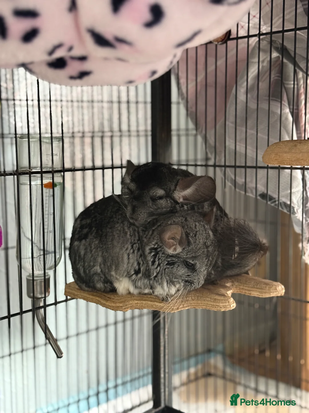 Chinchilla rodents for sale: Looking to rehome my beloved chinchilla girls - Advert 1