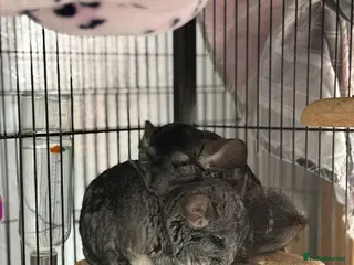 Chinchilla rodents Looking to rehome my beloved chinchilla girl - Advert 2
