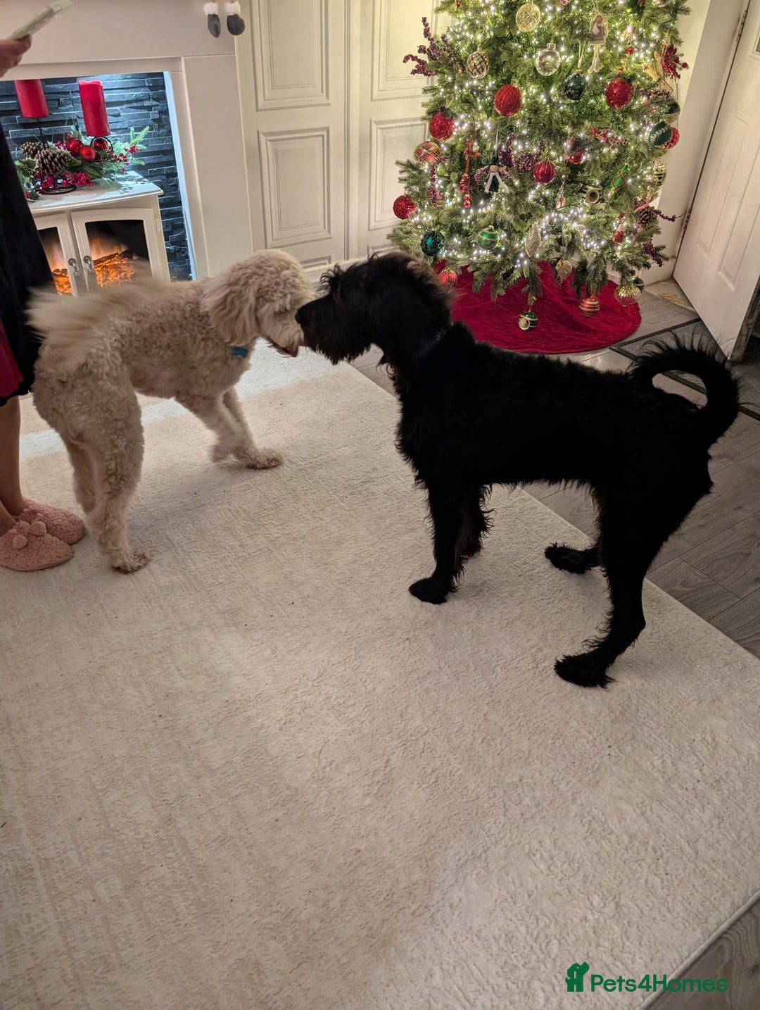 Labradoodle dogs for sale: 🐾 Labradoodle Puppies Expected Mid-January 🐾 - Advert 7