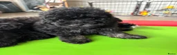 Cavapoo dogs for sale: 1 tiny boy still searching for his home - Advert 9