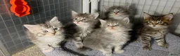 Maine Coon cats for sale: Tica Beautiful Maine Coon Kittens  in Sittingbourne - Advert 33