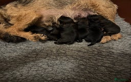 Border Terrier dogs for sale: Outstanding Quality KC Border Terriers  - Image 2