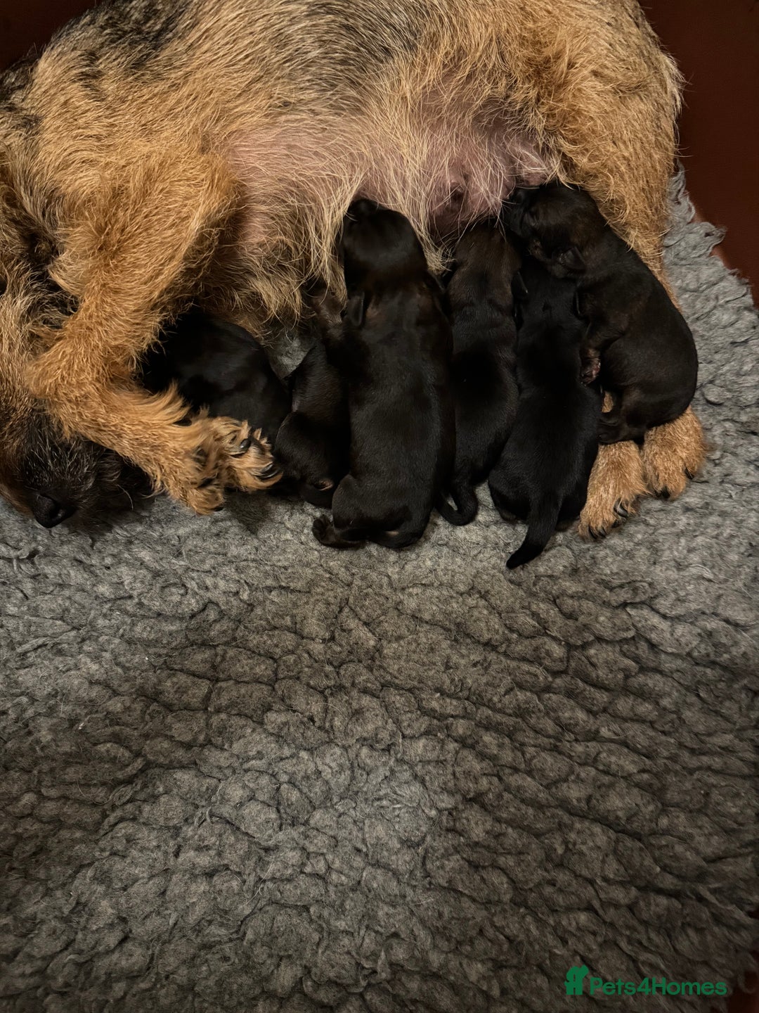 Border Terrier dogs for sale: Outstanding Quality KC Border Terriers  - Image 2