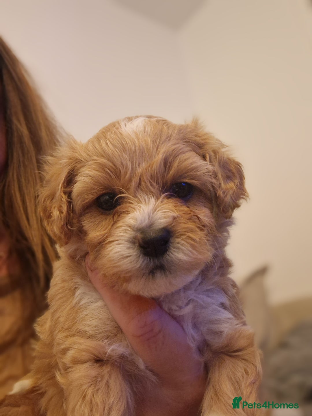 Maltipoo dogs for sale: Minnies maltipoos  - Image 21