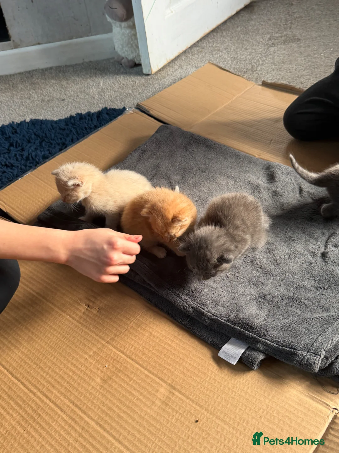 Mixed Breed cats for sale: Gorgeous kittens - Advert 13