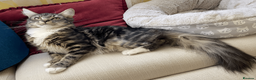 Maine Coon cats for sale: Maine Coon Absolutely Beautiful Kittens For Sale  in London - Advert 28