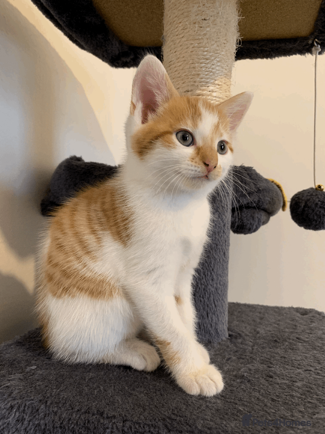 Mixed Breed cats for sale: gorgeous kittens male and female  - Image 7