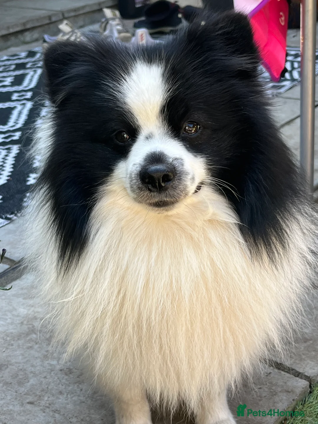 German Spitz dogs for stud: German spitz stud - Advert 8