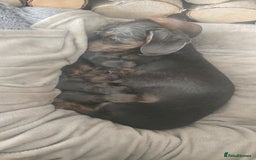 Miniature Dachshund dogs for sale: Minature Daschund - Image 9