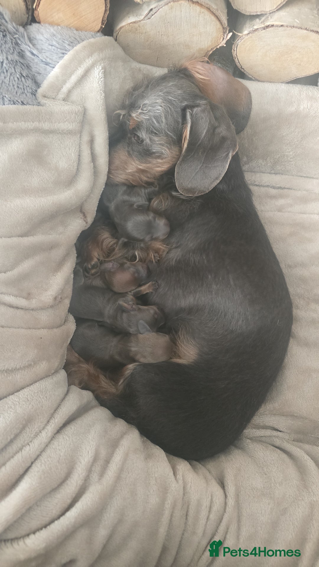 Miniature Dachshund dogs for sale: Minature Daschund - Image 9