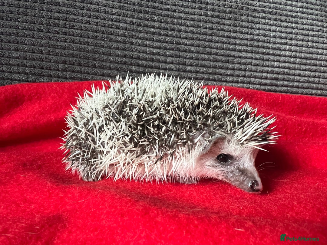 Pygmy Hedgehog rodents for sale: African Pygmy hedgehogs hoglets  - Advert 5