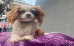 Cavapoo dogs for sale: Female cavapoo  - Image 1