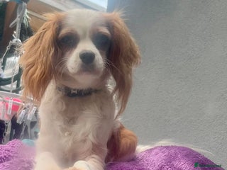 Cavapoo dogs - Advert 31