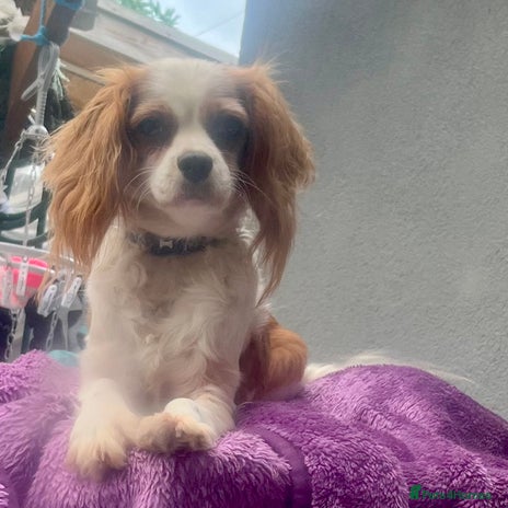 Cavapoo dogs - Advert 2