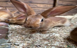 Belgian Hares rabbits for sale: Belgian Hares - Cheshire  - Image 6
