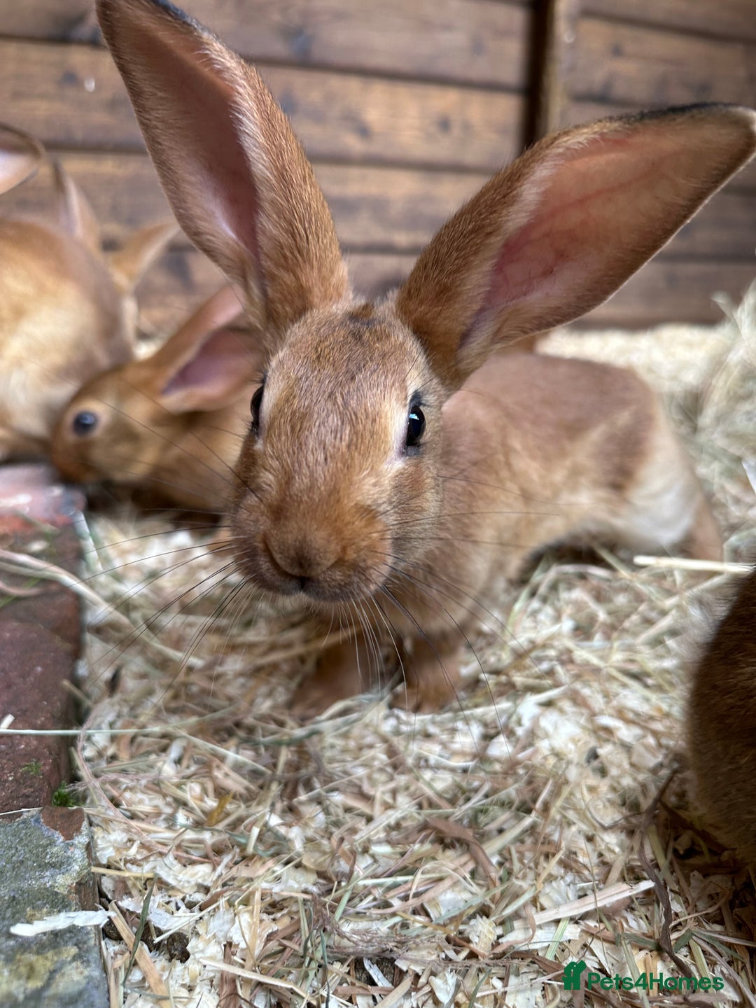 Belgian Hares rabbits for sale: Belgian Hares - Cheshire  - Image 6
