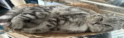 British Shorthair cats for sale: Gorgeous silver tabby British shorthair male  - Advert 10