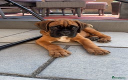 Boxer dogs for sale: Bobtail Boxer Male - Image 3