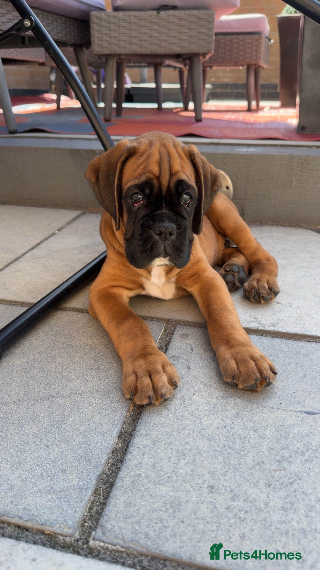 Boxer dogs for sale: Bobtail Boxer Male - Image 3