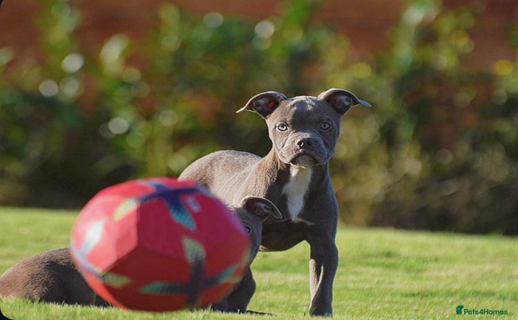 Olde English Bulldogge dogs - Advert 2