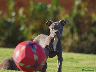 Olde English Bulldogge dogs - Advert 2