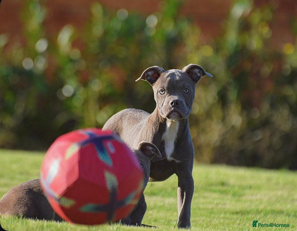 Olde English Bulldogge dogs - Advert 2