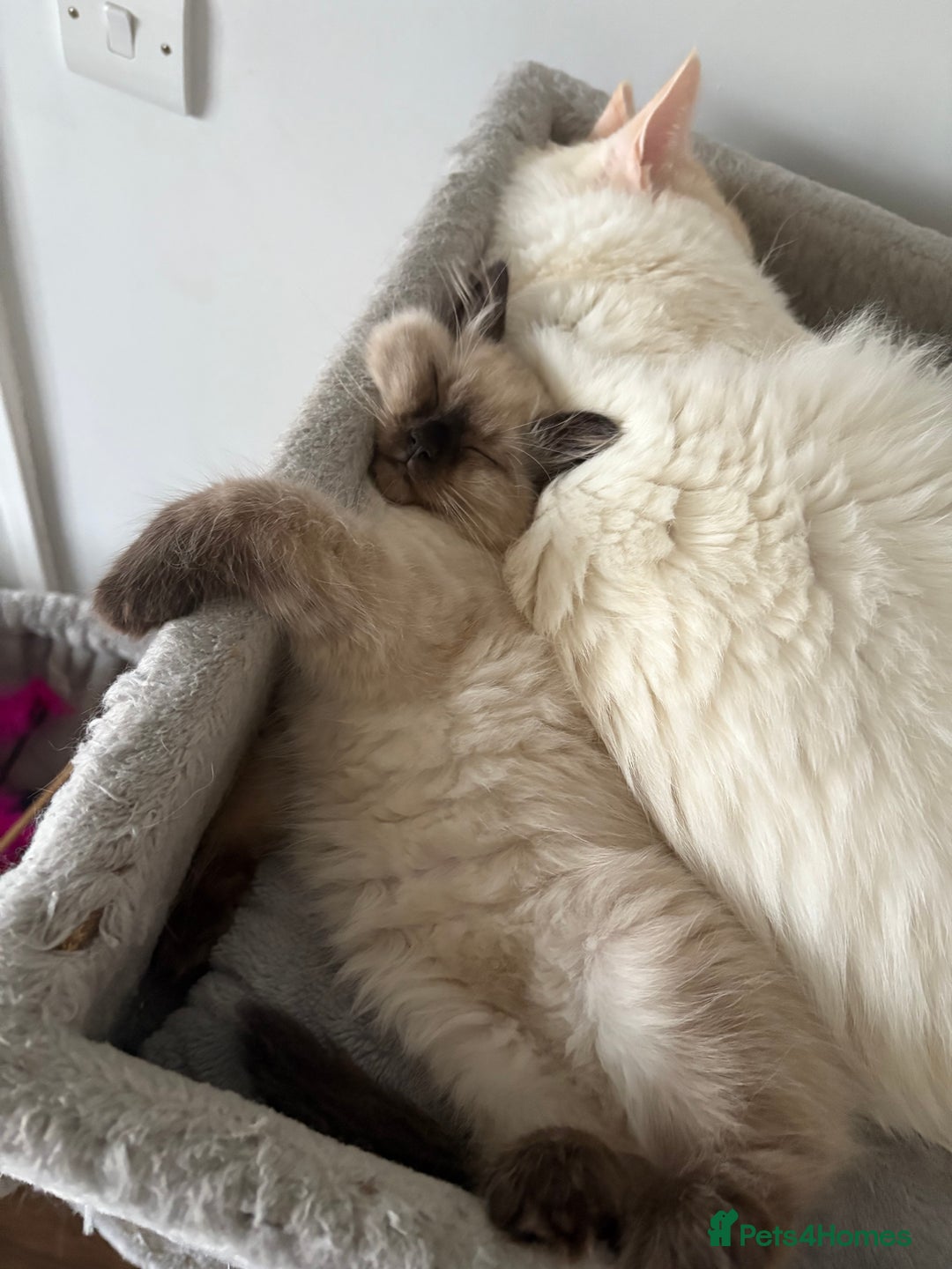 Ragdoll cats for sale: Sealpoint ragdoll  - Advert 2