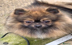 Pomeranian dogs for stud: STUD ONLY. Very tiny toy size  - Advert 2