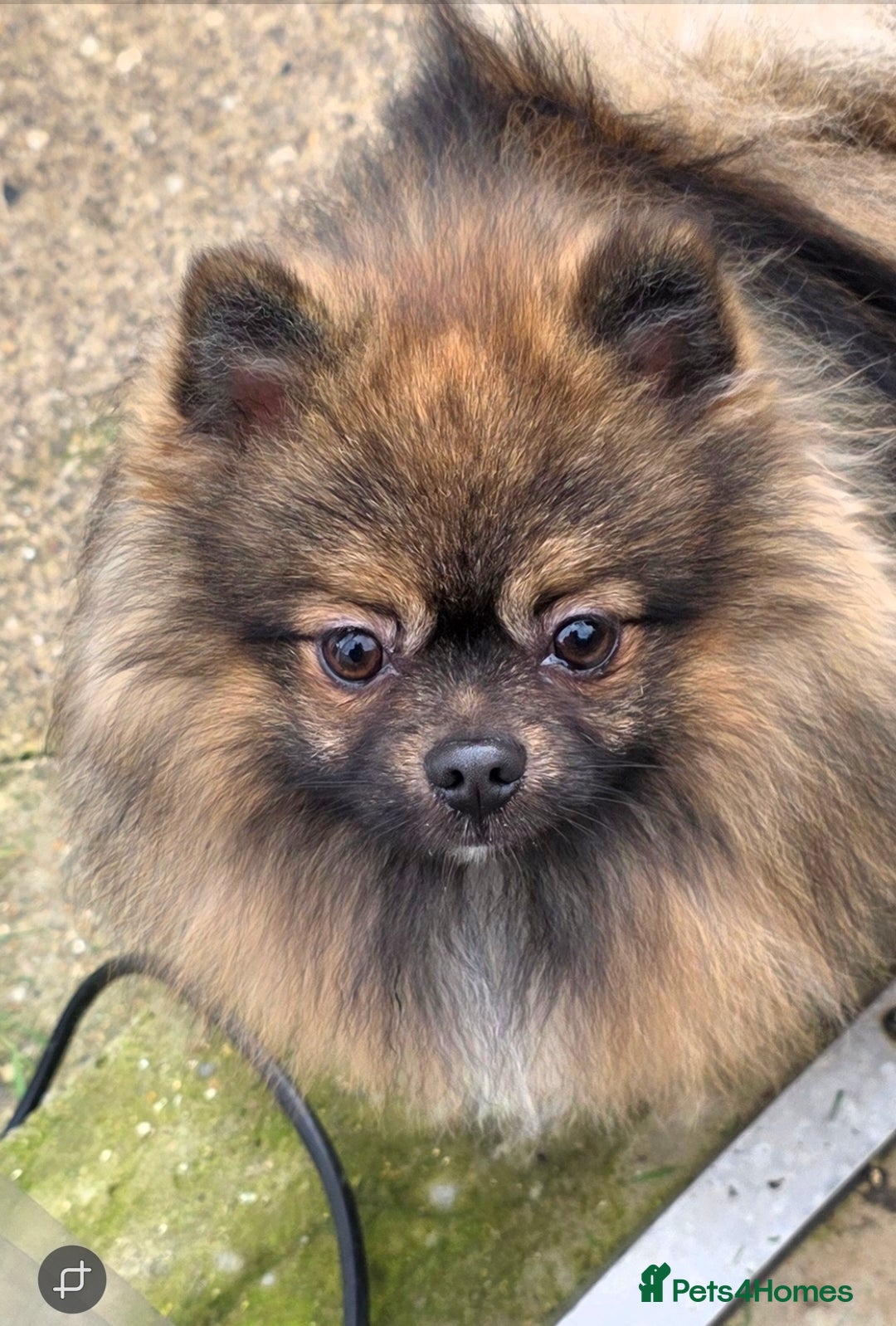 Pomeranian dogs for stud: STUD ONLY. Very tiny toy size  - Advert 2