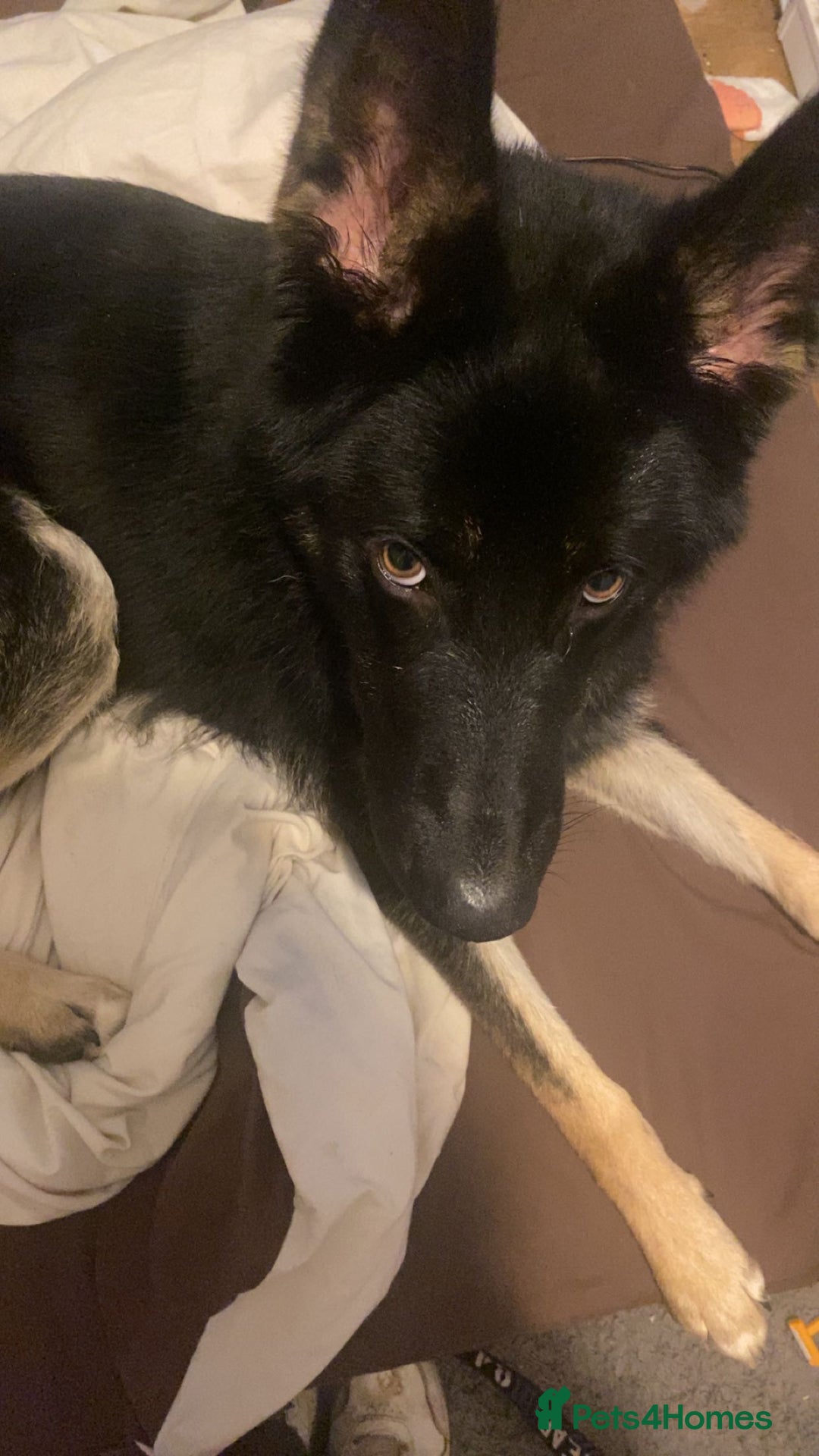 Shepsky dogs for sale: Shepsky apollo - Advert 5