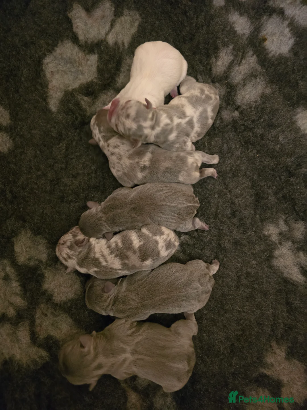 French Bulldog dogs for sale: Chunky Frenchie Puppies  - Advert 3