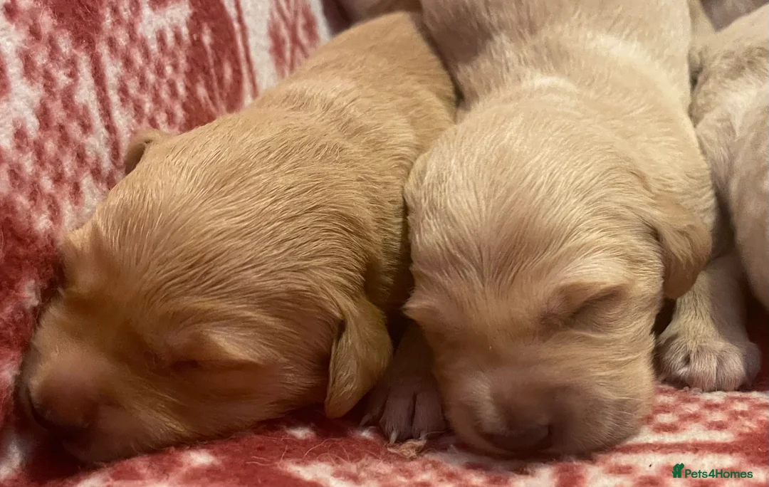 Golden Retriever dogs for sale: KC Registered Golden Retriever Puppies - Advert 7