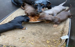 Dachshund dogs for sale: Dachshund  - Image 25