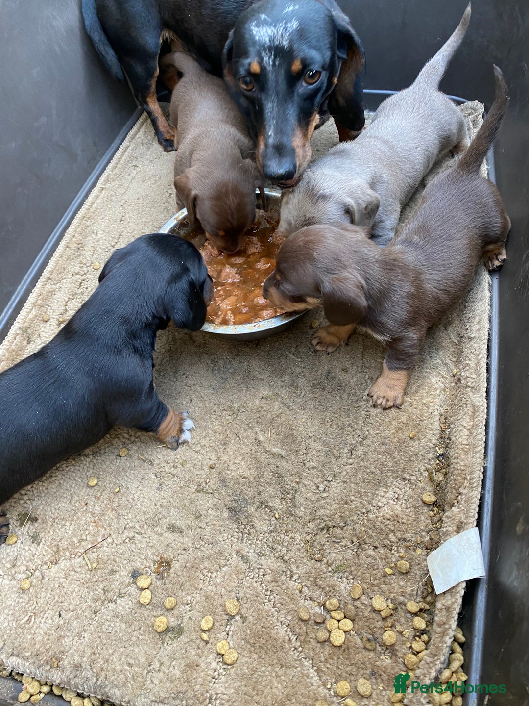 Dachshund dogs for sale: Dachshund  - Image 25