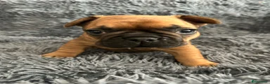 French Bulldog 1