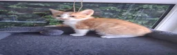 Mixed Breed cats for sale: Rare female Ginger Tabbies 😻 - Advert 20
