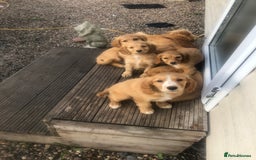 Mixed Breed dogs for sale: 5 adorable puppies - Image 2