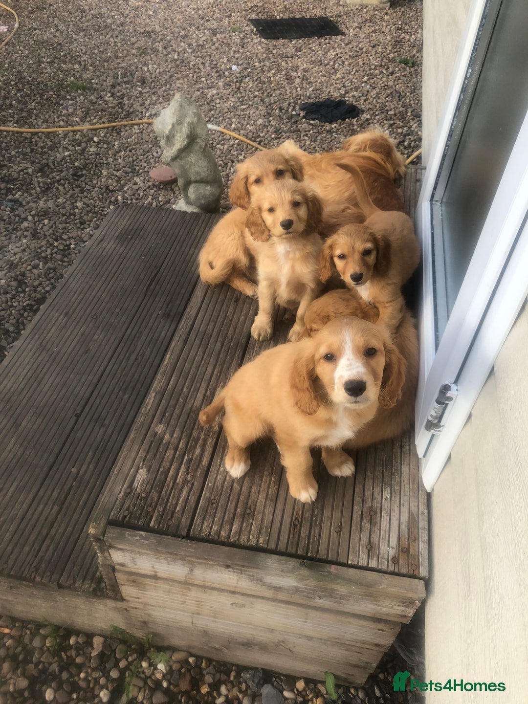 Mixed Breed dogs for sale: 5 adorable puppies - Image 2