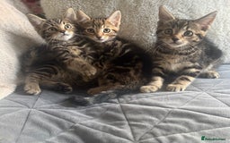 Mixed Breed cats for sale: Lovely girl kittens  - Image 1