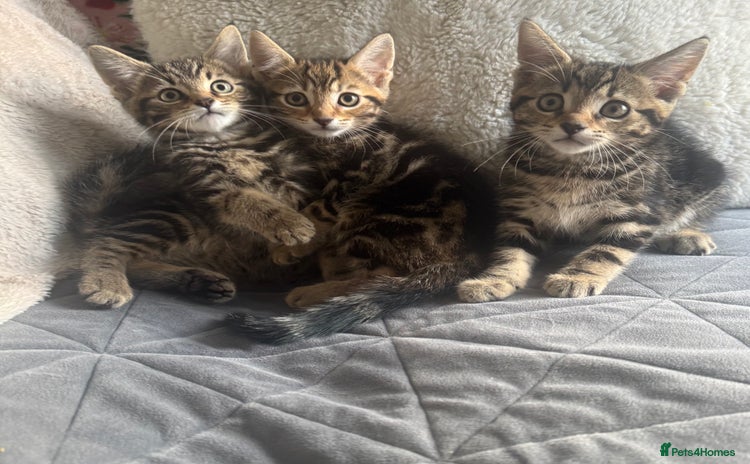 Mixed Breed cats - Advert 9